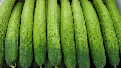 오이오이지용 흑침백 다다기 3kg: 득템 후기와 꿀팁 대방출!